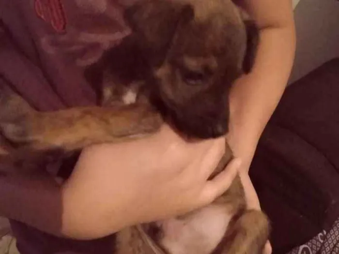 Cachorro ra a SRD idade 2 a 6 meses nome Lanoy