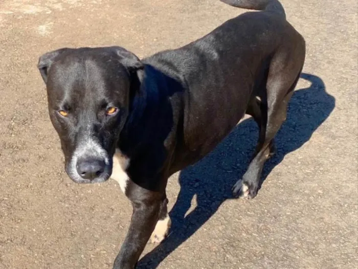 Cachorro ra a Mestiço  idade 1 ano nome Eros 