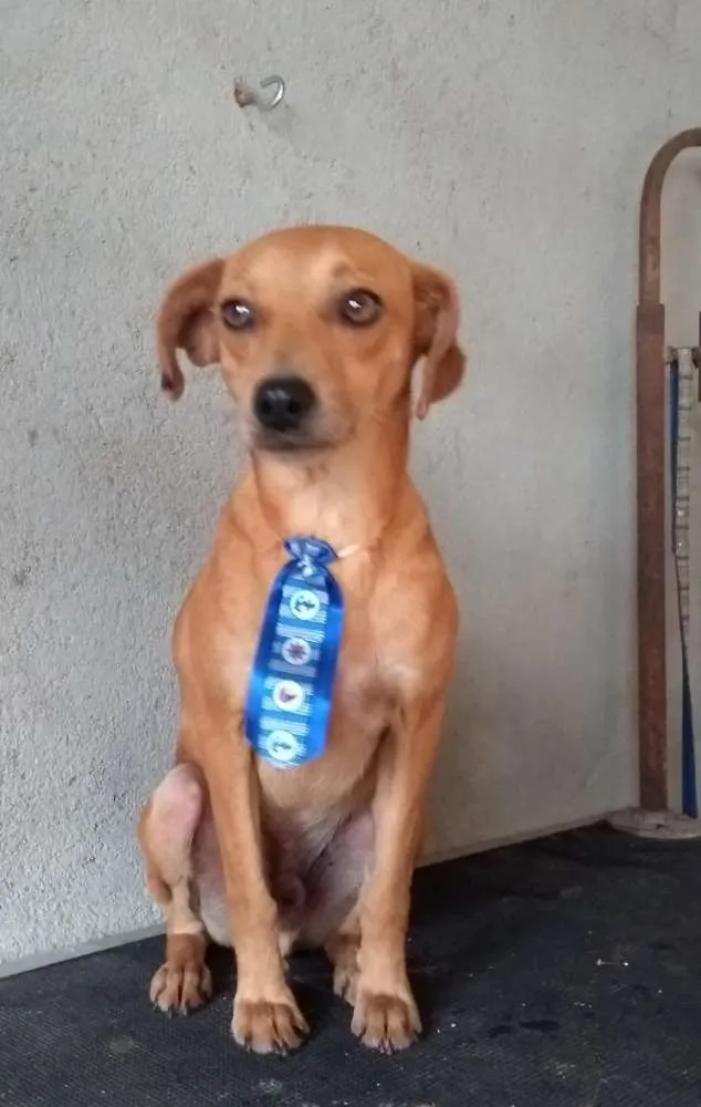 Cachorro ra a  idade 2 anos nome Nicolau 