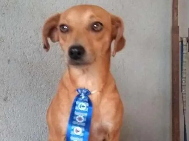 Cachorro ra a  idade 2 anos nome Nicolau 