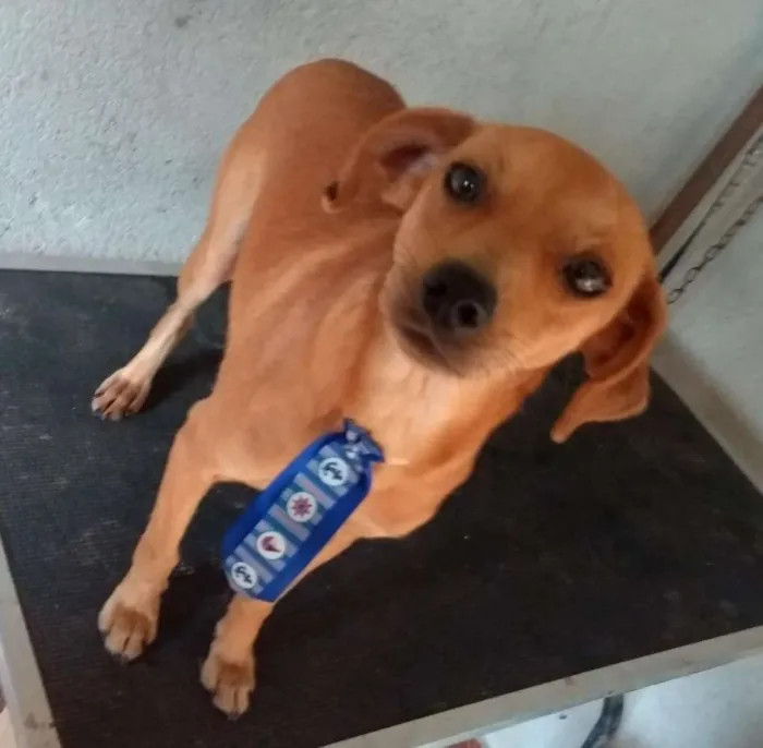Cachorro ra a  idade 2 anos nome Nicolau 