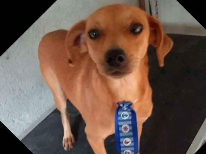 Cachorro ra a  idade 2 anos nome Nicolau 