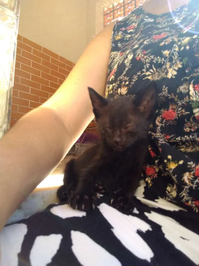 Gato ra a SRD idade Abaixo de 2 meses nome Sem nome