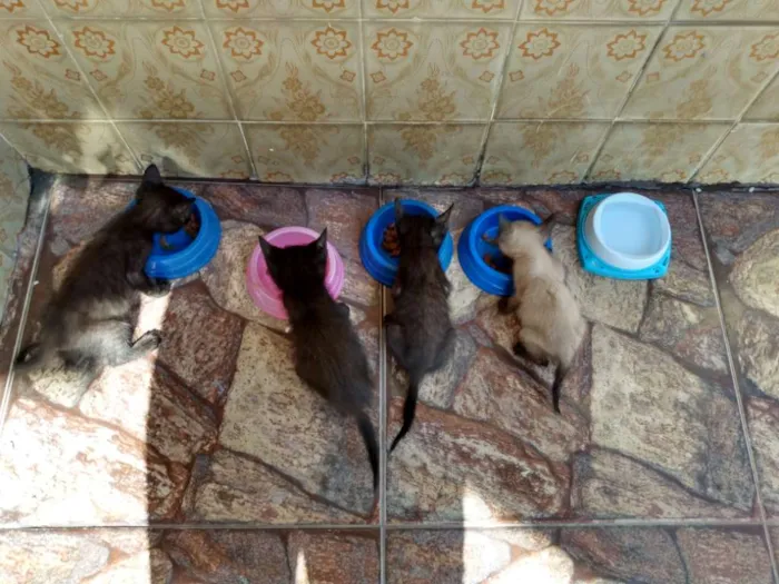 Gato ra a SRD idade Abaixo de 2 meses nome Sem nome