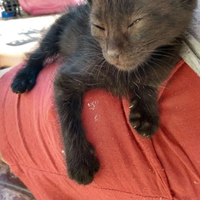 Gato ra a SRD idade Abaixo de 2 meses nome Sem nome