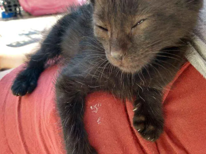 Gato ra a SRD idade Abaixo de 2 meses nome Sem nome