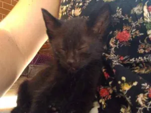 Gato raça SRD idade Abaixo de 2 meses nome Sem nome