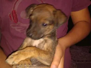 Cachorro raça SRD idade 2 a 6 meses nome Lanoy