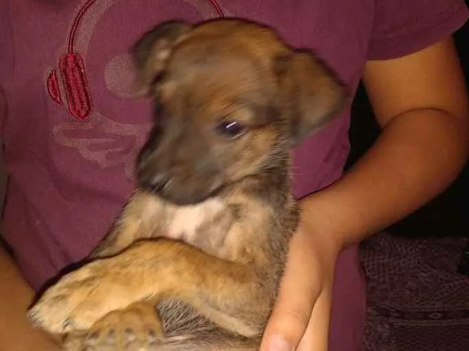 Cachorro ra a SRD idade 2 a 6 meses nome Lanoy