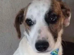 Cachorro raça  idade 1 ano nome Rebeka 
