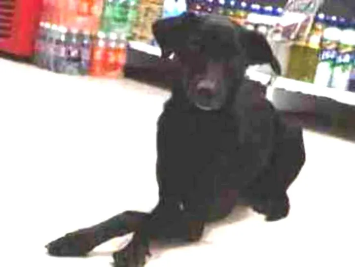 Cachorro raça Srd idade 1 ano nome Jojô CASTRADA