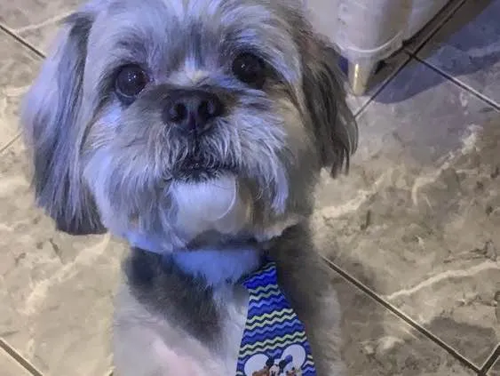 Cachorro ra a Lhasa Also  idade 3 anos nome Joseph 