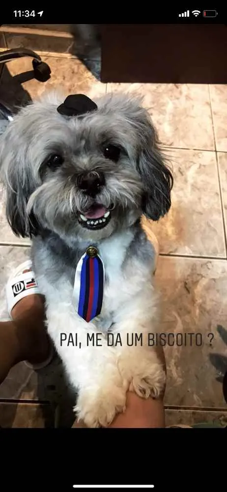 Cachorro ra a Lhasa Also  idade 3 anos nome Joseph 