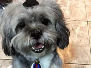 Cachorro raça Lhasa Also  idade 3 anos nome Joseph 