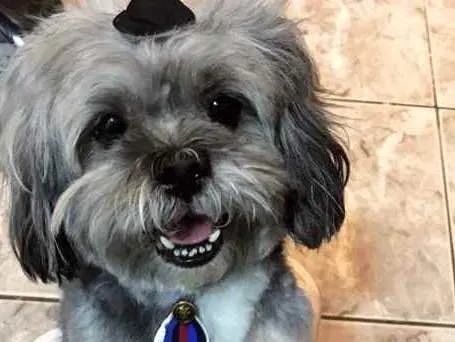 Cachorro ra a Lhasa Also  idade 3 anos nome Joseph 