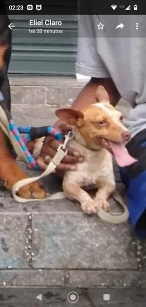 Cachorro raça Pincher idade 4 anos nome Pitoco