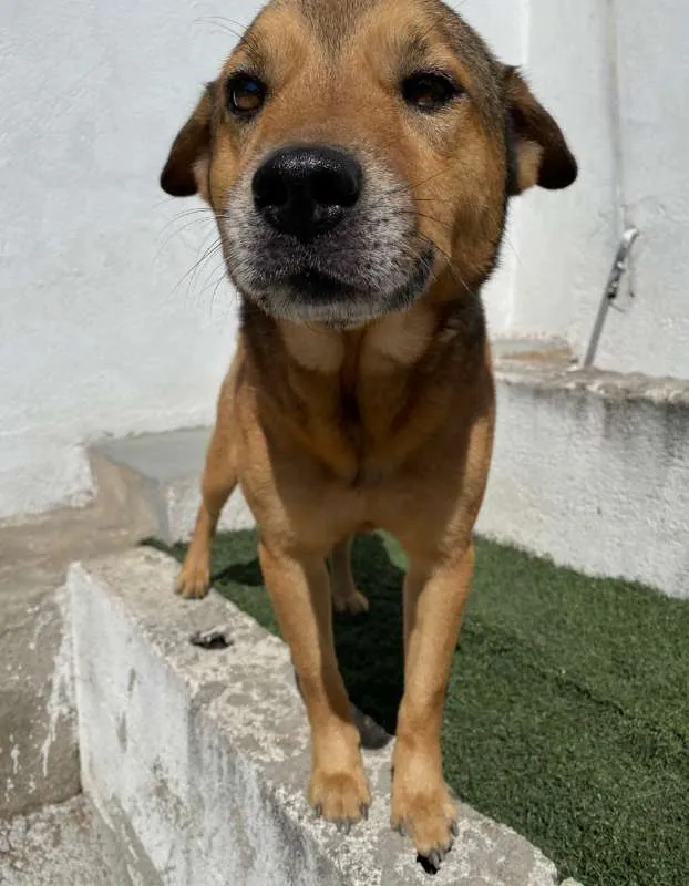 Cachorro ra a SRD idade 2 anos nome Coco e Canela