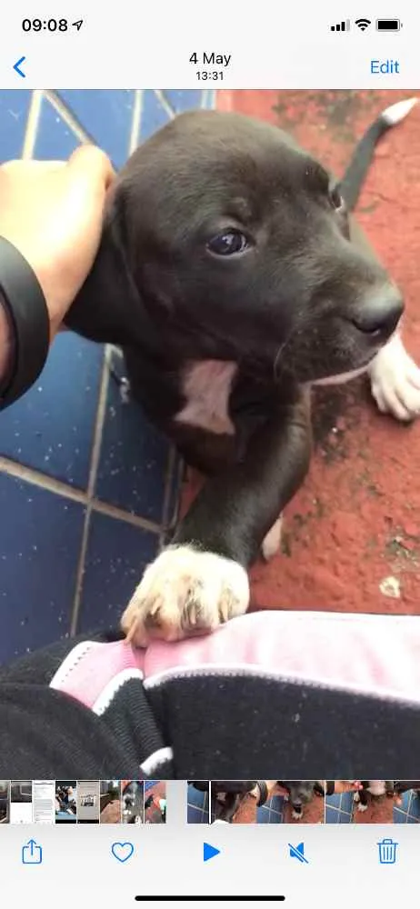 Cachorro ra a Sem Raça Definida idade 2 a 6 meses nome Amora