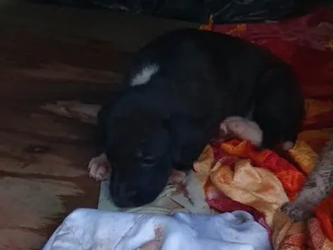 Cachorro ra a Sem Raça Definida idade 2 a 6 meses nome Amora