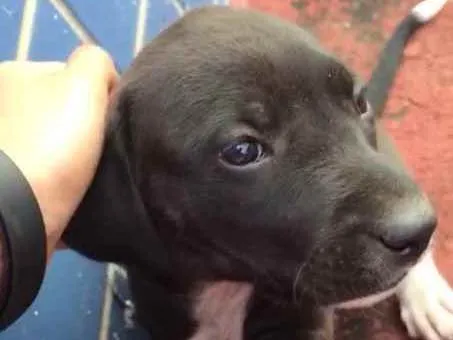 Cachorro ra a Sem Raça Definida idade 2 a 6 meses nome Amora