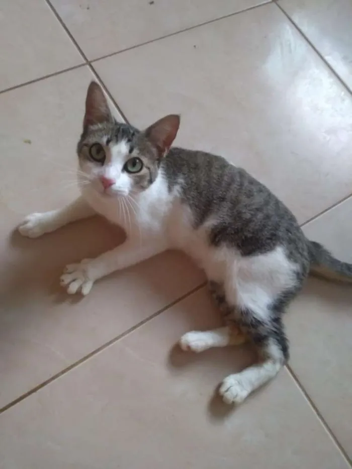 Gato ra a Sem raça definida idade 7 a 11 meses nome Sem nome