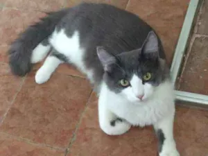 Gato raça  idade 7 a 11 meses nome Bob