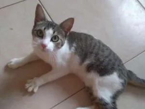 Gato raça Sem raça definida idade 7 a 11 meses nome Sem nome