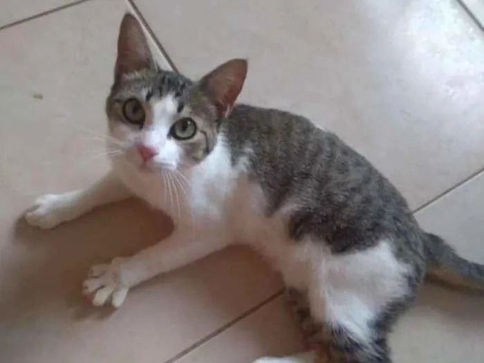 Gato ra a Sem raça definida idade 7 a 11 meses nome Sem nome