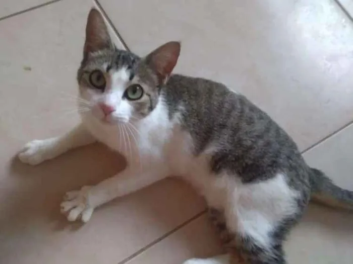 Gato ra a Sem raça definida idade 7 a 11 meses nome Sem nome