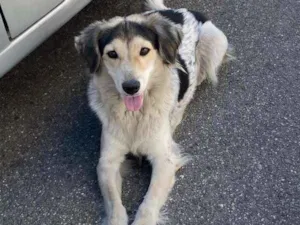 Cachorro raça SRD idade 2 anos nome Coco e Canela