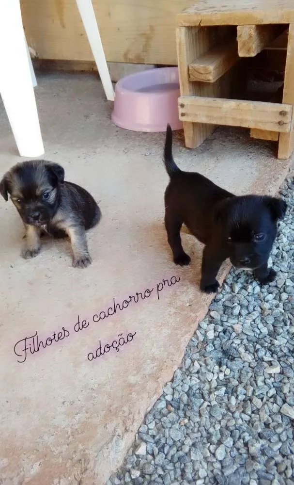 Cachorro ra a  idade Abaixo de 2 meses nome Fiona