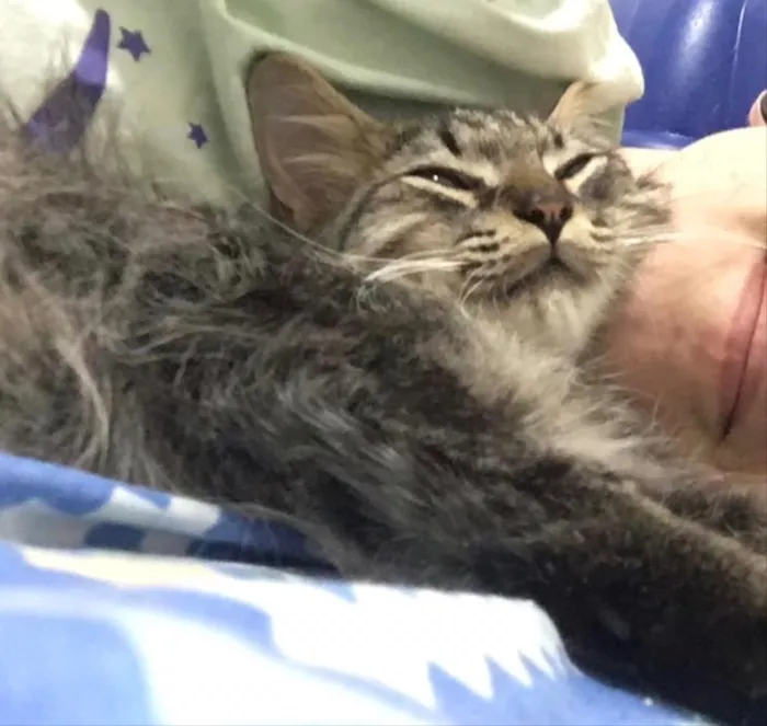 Gato ra a Srd idade 2 a 6 meses nome Shiva