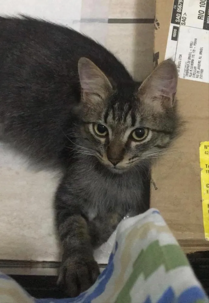 Gato ra a Srd idade 2 a 6 meses nome Shiva