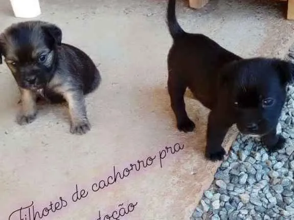 Cachorro ra a  idade Abaixo de 2 meses nome Fiona