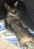 Shiva