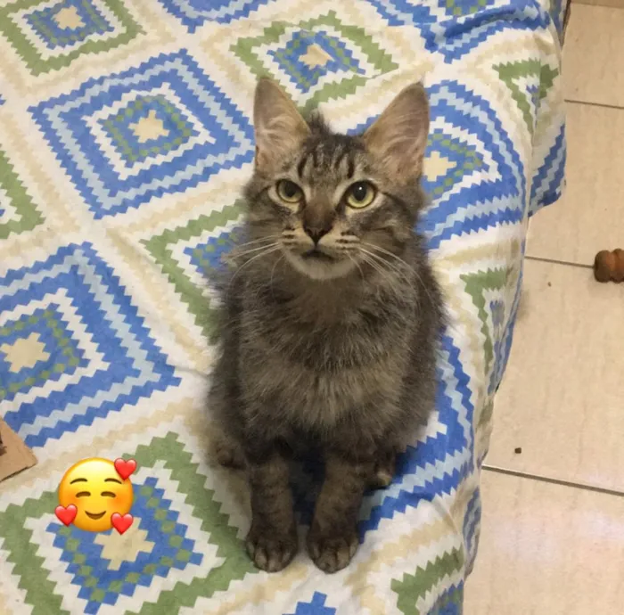 Gato ra a Srd idade 2 a 6 meses nome Shiva