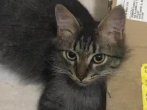 Gato raça Srd idade 2 a 6 meses nome Shiva