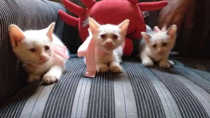 Gato ra a RND idade Abaixo de 2 meses nome Gatos fofos