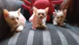 Gatos fofos