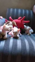 Gatos fofos