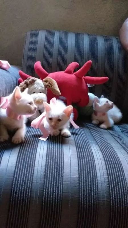 Gato ra a RND idade Abaixo de 2 meses nome Gatos fofos