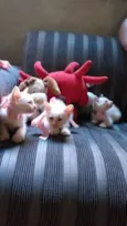 Gatos fofos