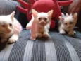 Gatos fofos