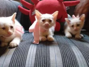Gato raça RND idade Abaixo de 2 meses nome Gatos fofos