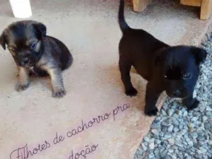 Cachorro raça  idade Abaixo de 2 meses nome Fiona
