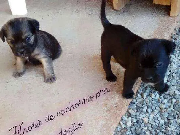 Cachorro ra a  idade Abaixo de 2 meses nome Fiona
