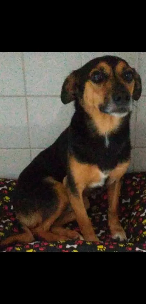 Cachorro ra a SRD idade 3 anos nome Sem nome