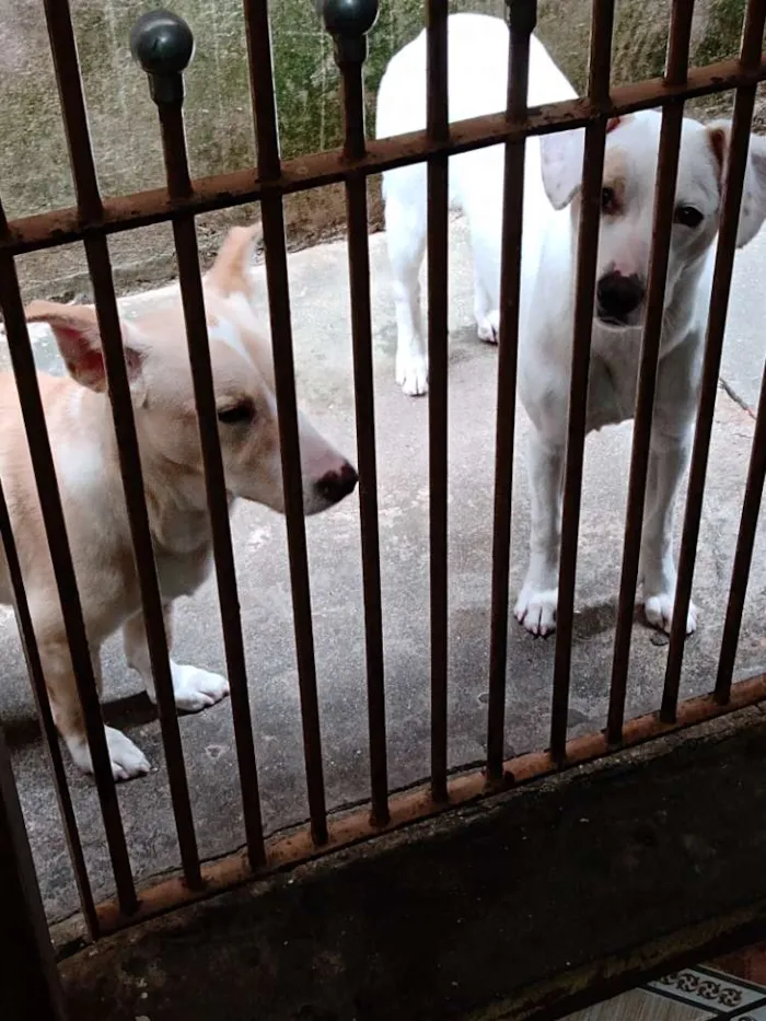 Cachorro ra a Indefinida idade 7 a 11 meses nome Branca e benjim