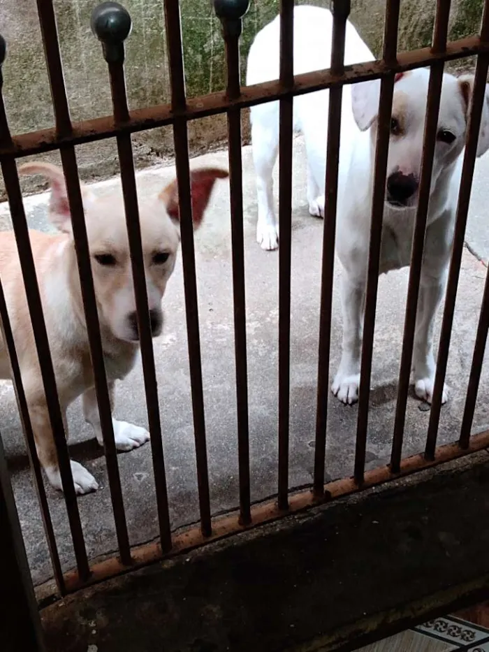 Cachorro ra a Indefinida idade 7 a 11 meses nome Branca e benjim