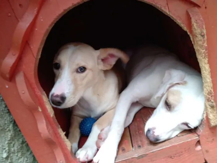 Cachorro ra a Indefinida idade 7 a 11 meses nome Branca e benjim